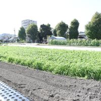 板橋区蓮根の賃貸物件/オーナーが営む有機栽培の畑「THE HASUNE FARM」では週に何回か野菜を直売。新鮮でおいしい