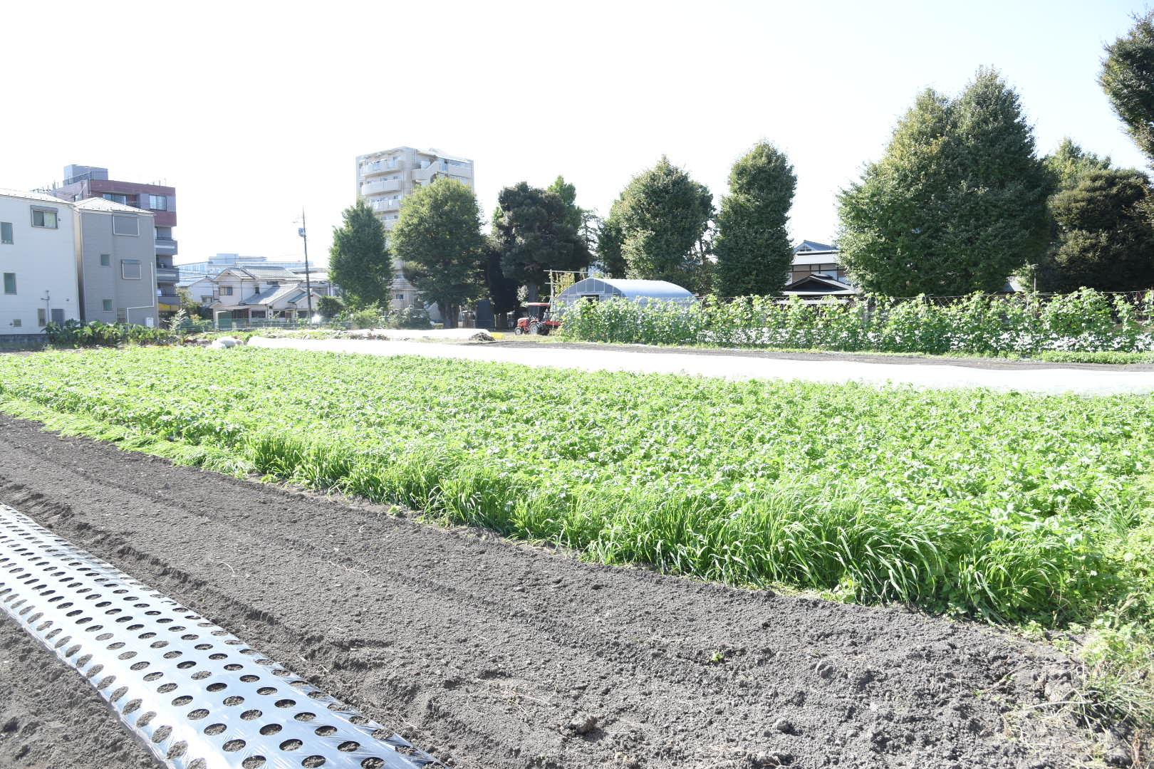 オーナーが営む有機栽培の畑「THE HASUNE FARM」では週に何回か野菜を直売。新鮮でおいしい