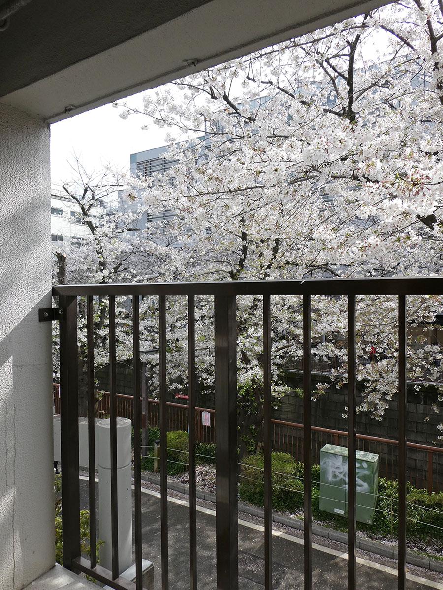 バルコニーから桜