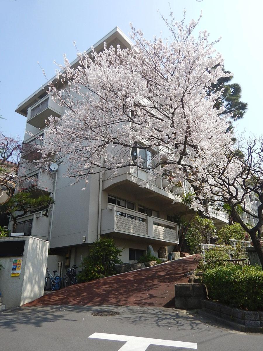 春には敷地内の桜が満開に!