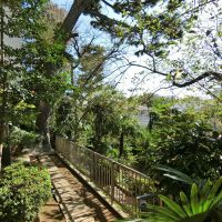 大田区山王の賃貸物件/敷地には桜以外にも、樹木や植物も多く、特別な雰囲気を味わえる