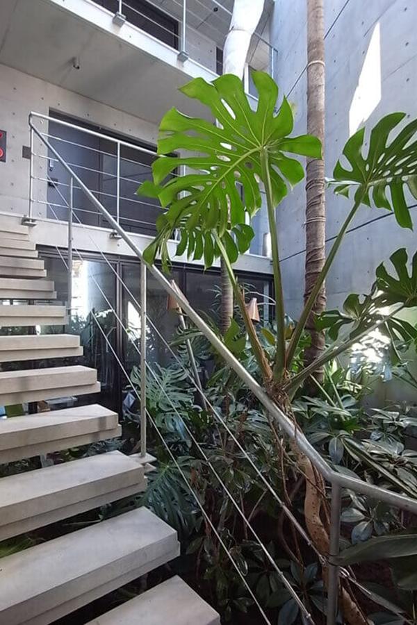 杉並区久我山の賃貸物件/共用階段。中庭には「SOLSO FARM」で選んできた植物が。