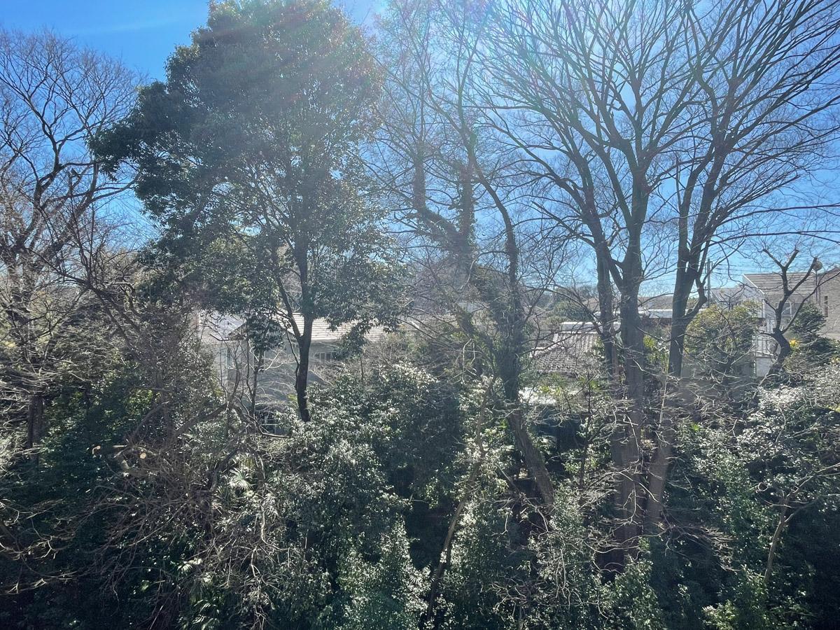 世田谷区等々力の賃貸物件/窓の外にはこんなにたくさんの緑が