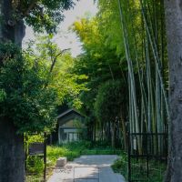 世田谷区喜多見の賃貸物件/敷地のすぐ東側に広がる竹林