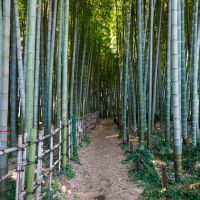 世田谷区喜多見の賃貸物件/竹林内部