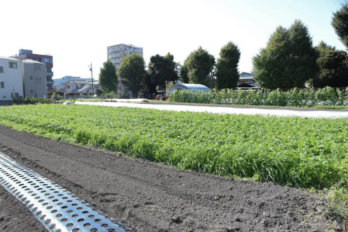 板橋区蓮根の賃貸物件/オーナーが営む有機栽培の畑「THE HASUNE FARM」では週に何回か野菜を直売。新鮮でおいしい(写真は前回募集時のもの)