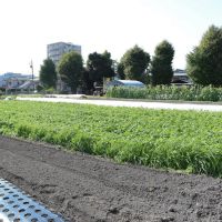 板橋区蓮根の賃貸物件/オーナーが営む有機栽培の畑「THE HASUNE FARM」では週に何回か野菜を直売。新鮮でおいしい(写真は前回募集時のもの)