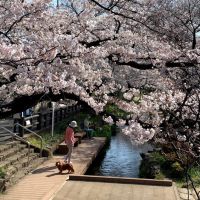 川崎市多摩区宿河原の賃貸物件/徒歩約2分の場所にある二ヶ領用水。桜並木が有名です