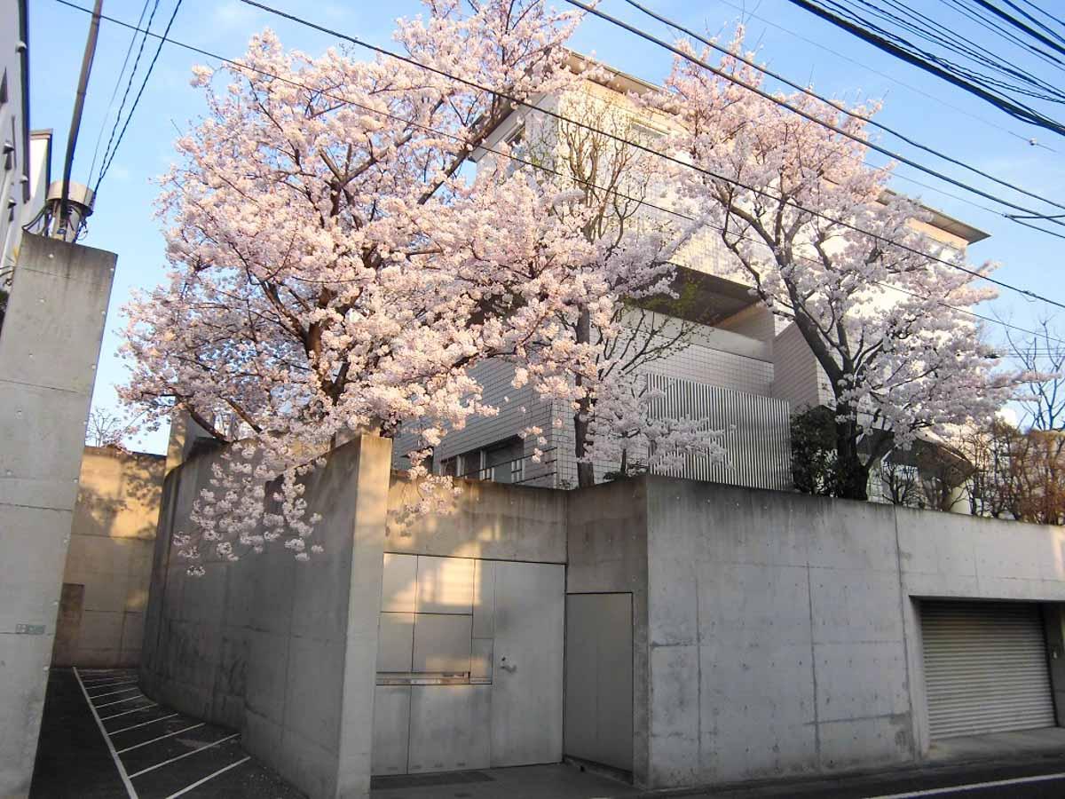 世田谷区代田の賃貸物件/敷地には桜の木が植えられ、春はピンクに、夏は緑に建物が染まる