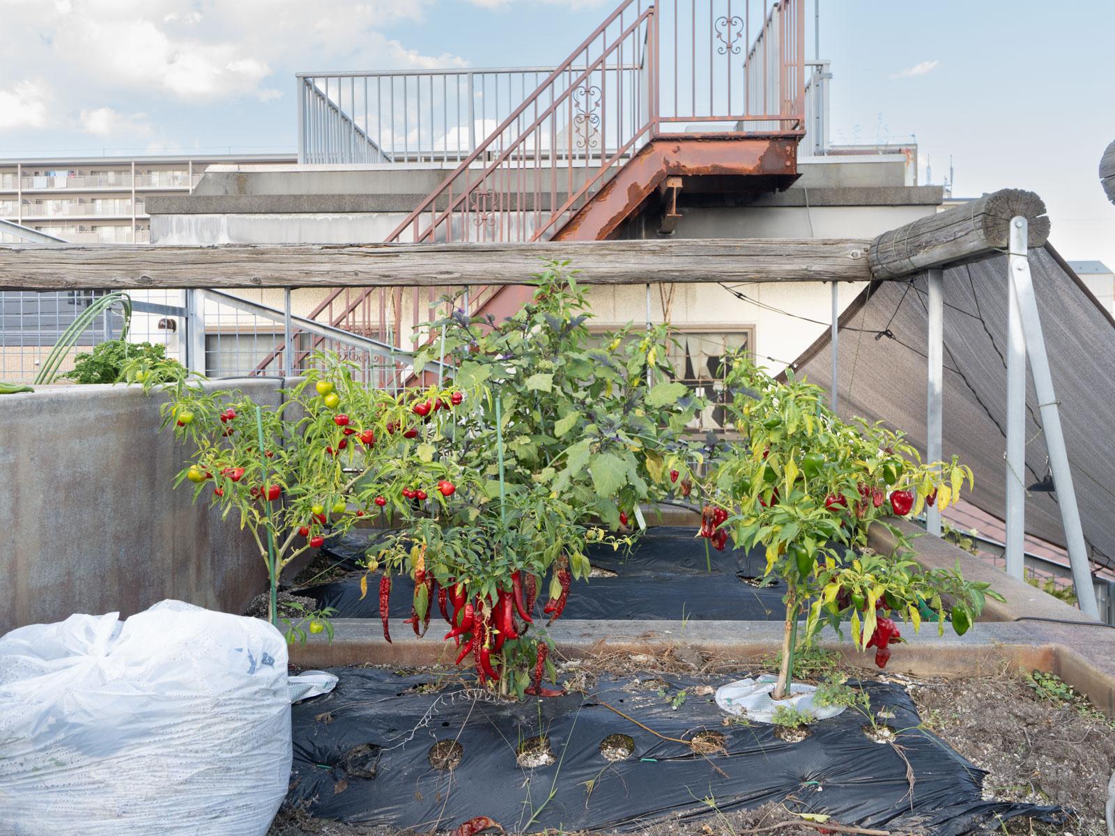 大田区東六郷の賃貸物件/自分で育てた野菜を収穫して、その場で料理して食べることのできる生活