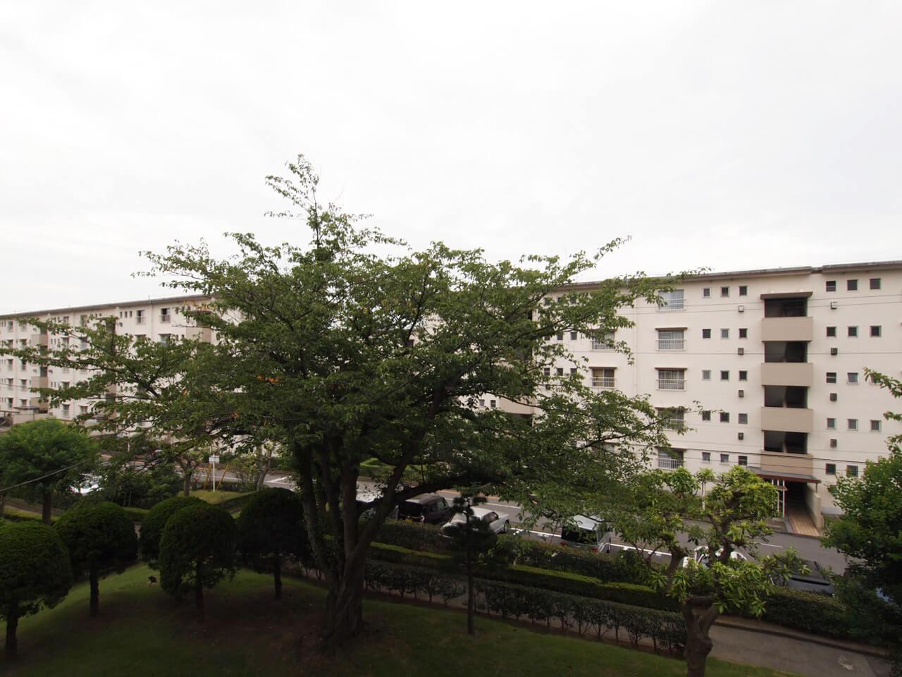 千葉市美浜区幸町の賃貸物件/眺望。立派な桜の木のある眺め