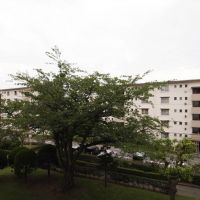 千葉市美浜区幸町の賃貸物件/眺望。立派な桜の木のある眺め