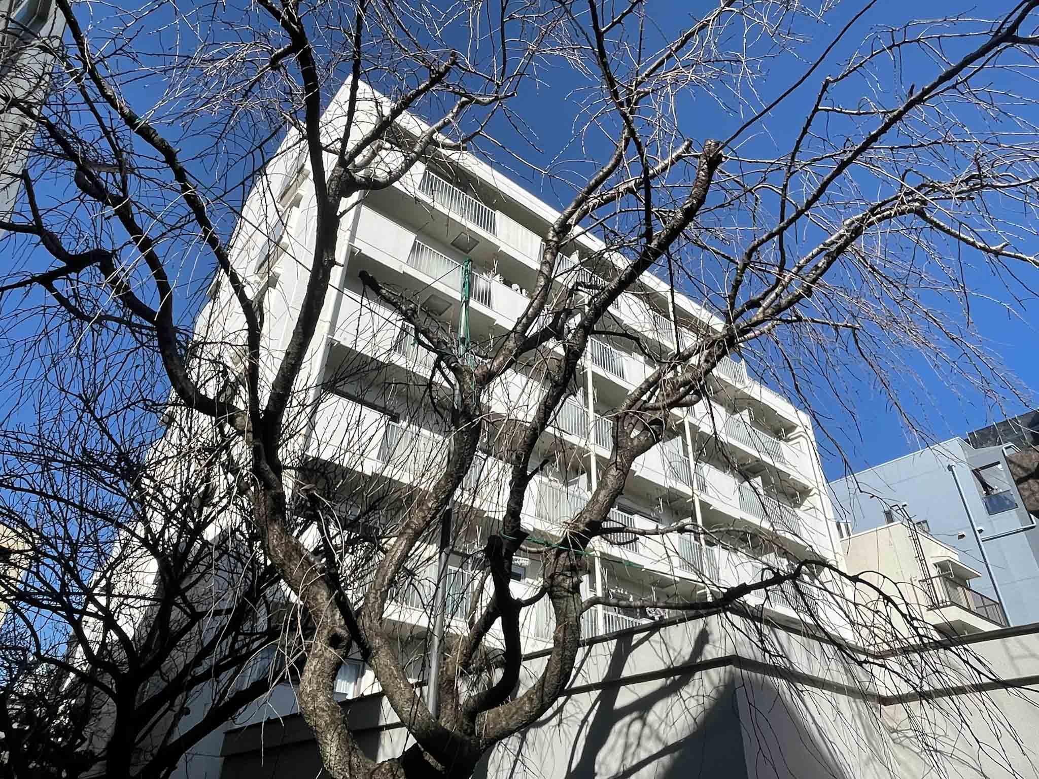 江東区清澄の賃貸物件/外観を南側から。お墓がある分、目の前が開けています