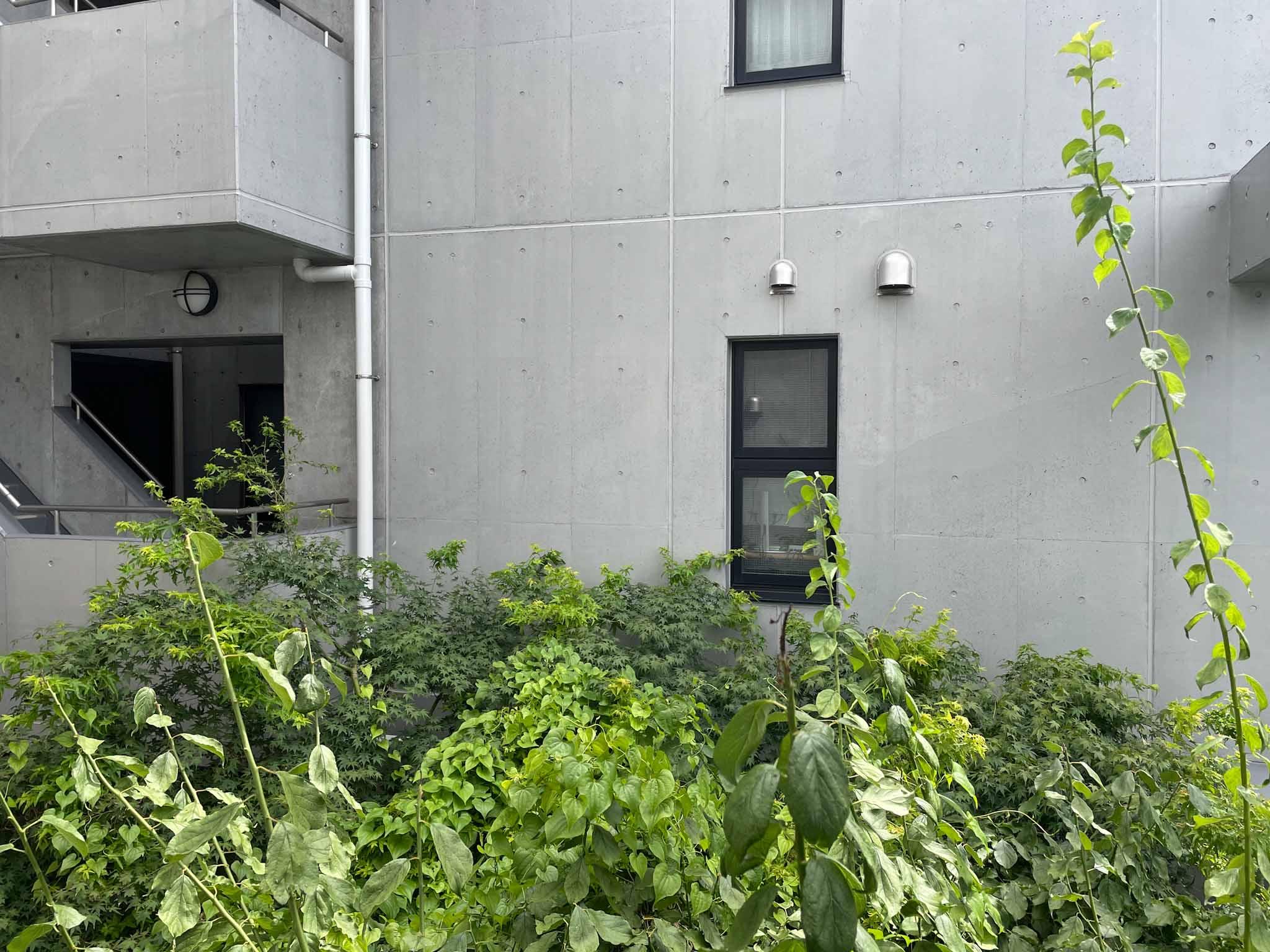 三鷹市井の頭の賃貸物件/南側の窓の外は共用部。緑が間に入って、向かいの区画と距離があります