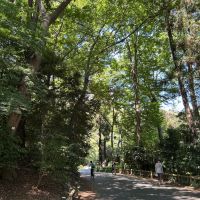 武蔵野市御殿山の賃貸物件/ベランダからみえた緑。中はこんなにも緑が詰まっています。