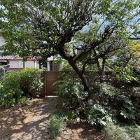 板橋区南町の賃貸物件/リビング窓からの景色。正面には立派な梅の木（たぶん）