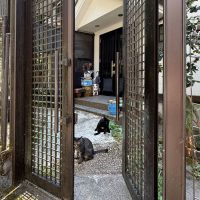 青梅市沢井の売買物件/入口の門扉、その奥には玄関となります。地域猫ちゃんたちが我が家のようにくつろぐ
