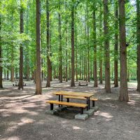 葛飾区東水元の賃貸物件/水元公園：メタセコイアの森。すずしい木陰で、のんびりしたい