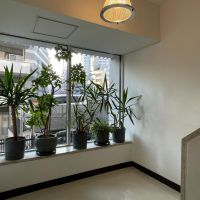 中野区東中野の賃貸物件/共用部にこういった形で植栽があるだけで雰囲気が良く、来訪者の印象も良い