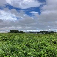 三浦市初声町和田の売買物件/周辺｜こんな感じでおおらかな風景がすぐそばに。