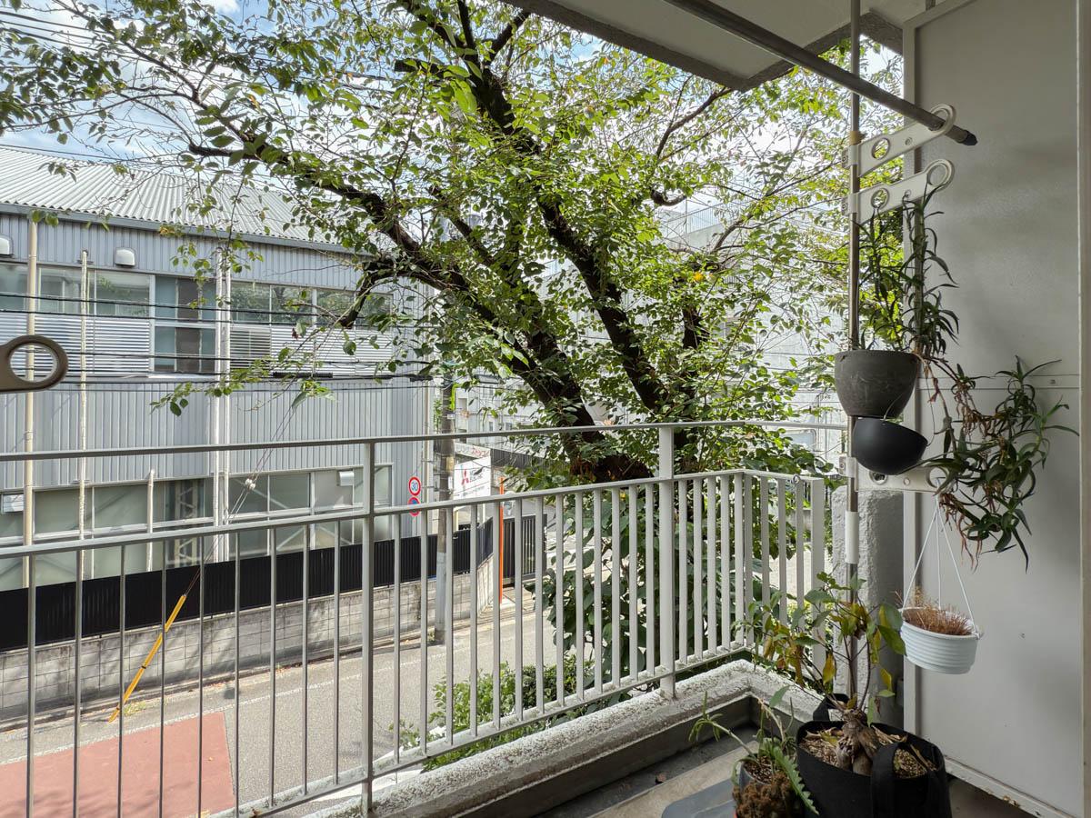 世田谷区池尻の売買物件/バルコニーの先には桜の木。お花見の特等席です