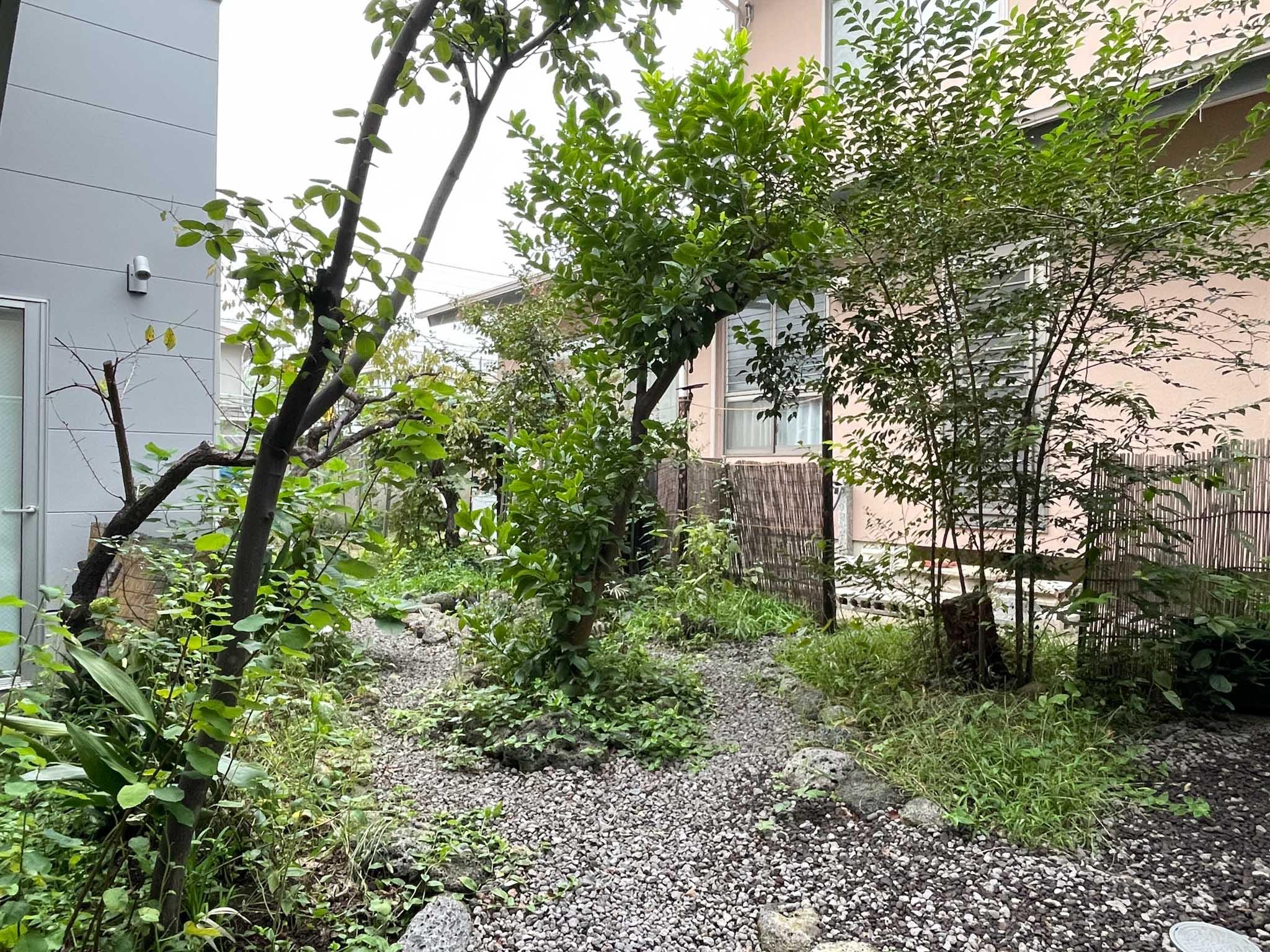 世田谷区豪徳寺の賃貸物件/こちらが自慢の中庭。すでに様々な植物が植っていますが、奥で畑も計画中です