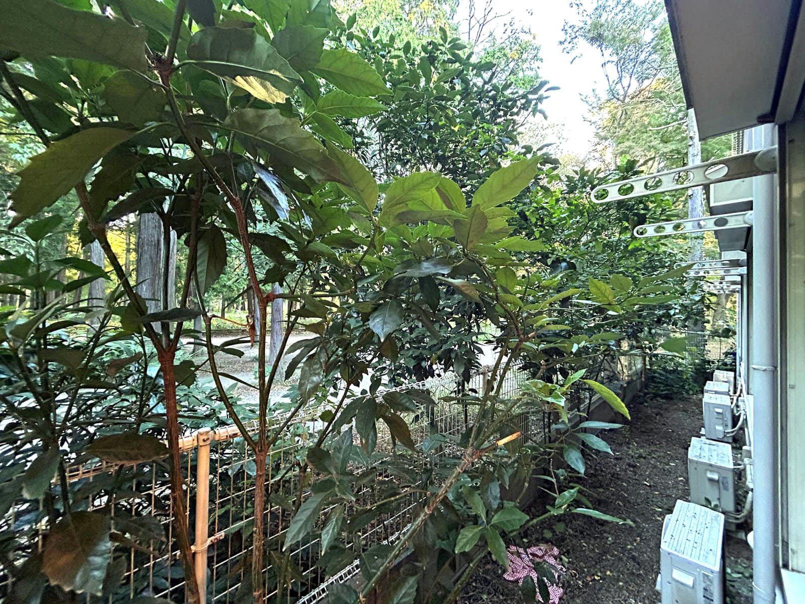 三鷹市井の頭の賃貸物件/バルコニーがないので洗濯物は窓から干すスタイル