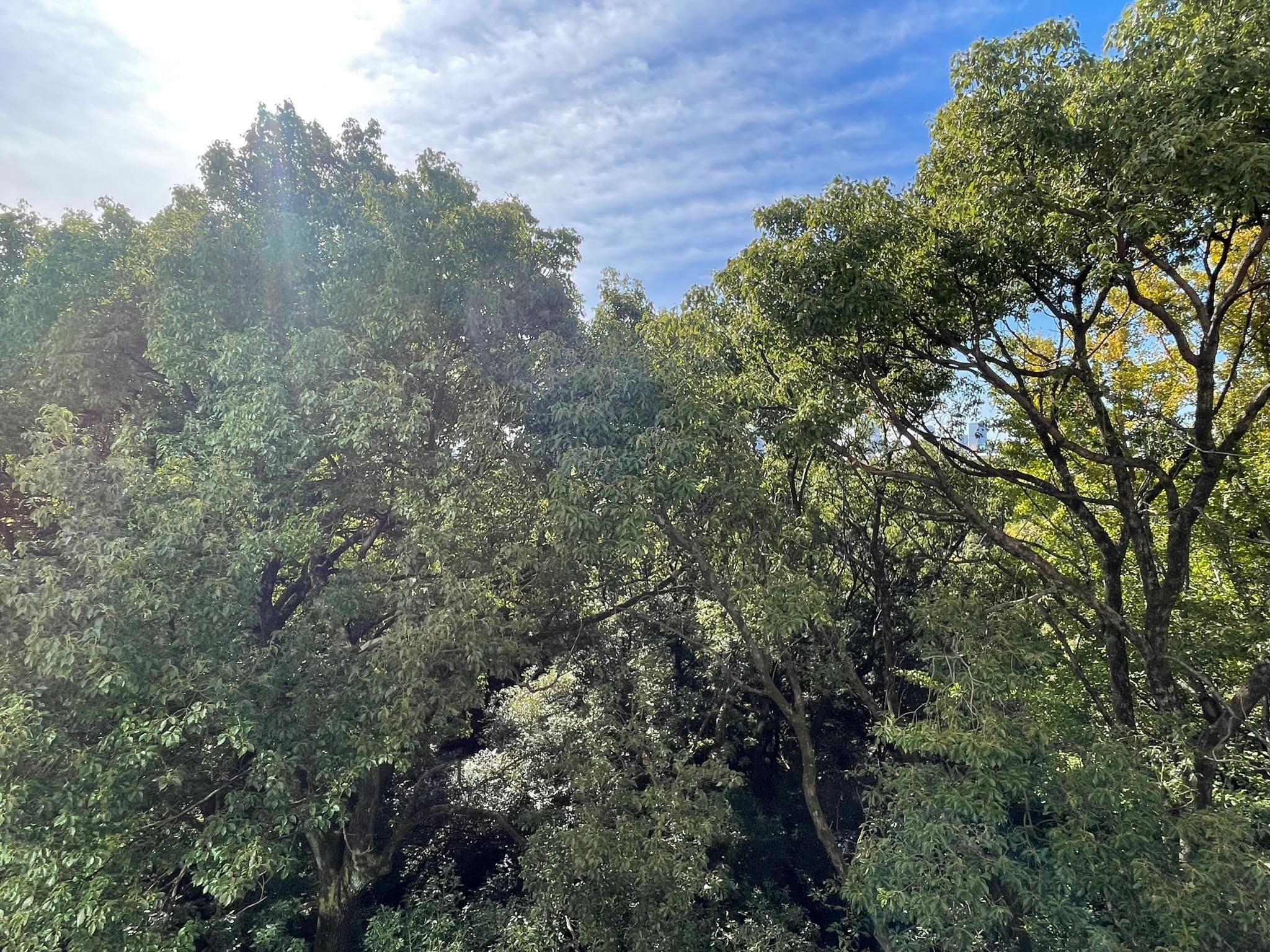 文京区本郷の賃貸物件/六義園の緑が目の前に。加えて8階という高さのおかげで青空も見えます