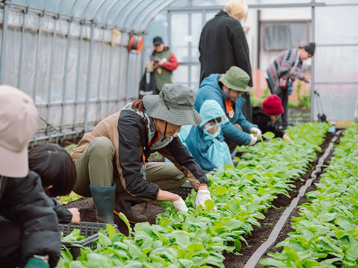 西東京市柳沢の売買物件/農園で行ったイベントの様子。農園の収穫体験。撮影：丹下恵実