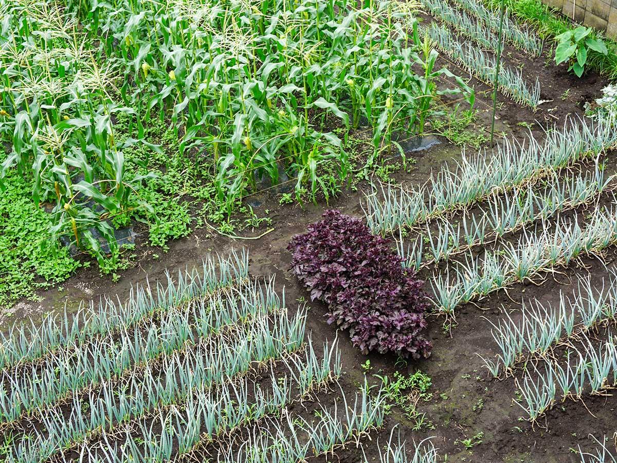 西東京市柳沢の売買物件/農園では、季節ごとに色々な野菜が育ちます。とれたての野菜は直売所で販売され、地域に愛されています