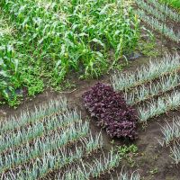 西東京市柳沢の売買物件/農園では、季節ごとに色々な野菜が育ちます。とれたての野菜は直売所で販売され、地域に愛されています