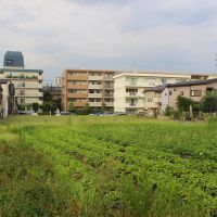 西東京市柳沢の売買物件/計画地：現地は畑と駐車場。撮影：丹下恵実