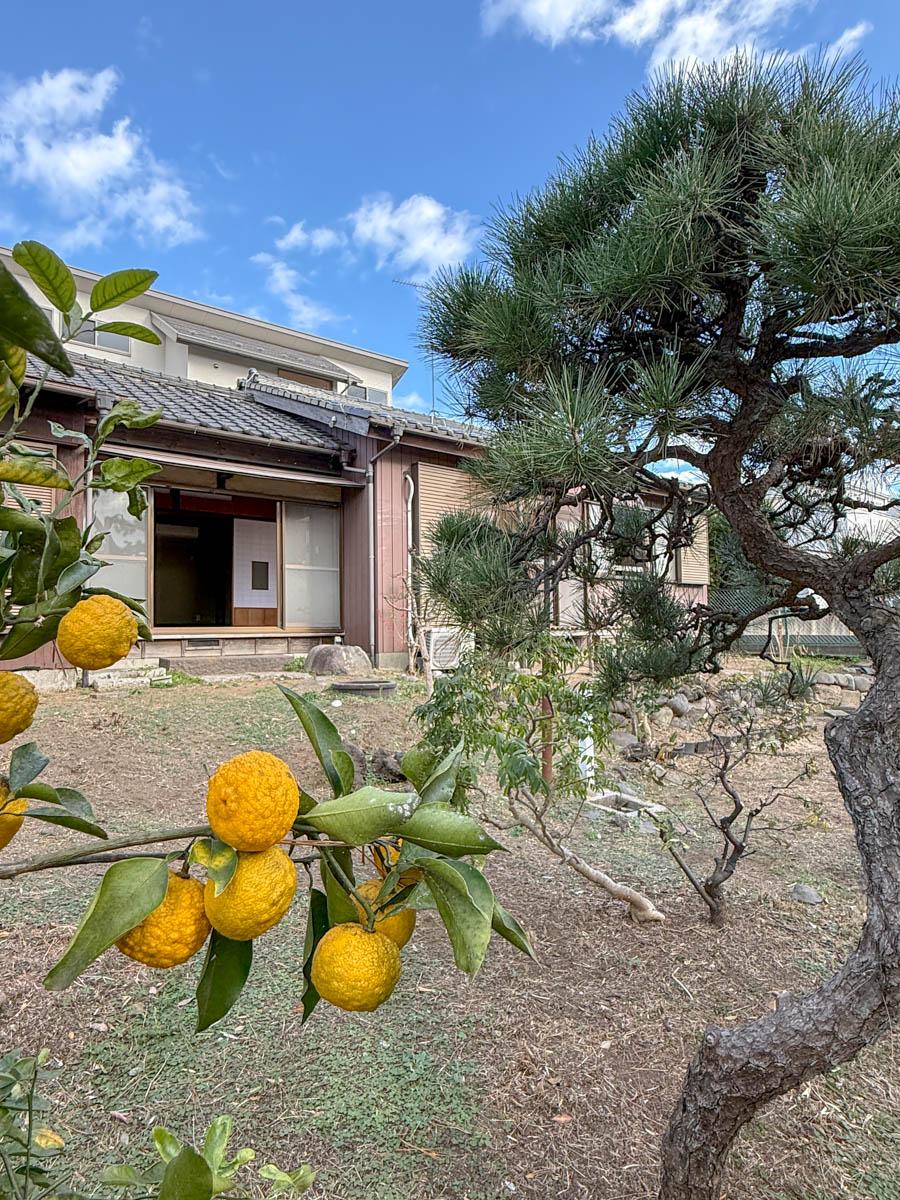千葉県船橋市東中山の賃貸物件/柚子と松。紫陽花やシュロなど、さまざまな種類の植物が庭に植えられている