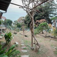 千葉県船橋市東中山の賃貸物件/藤棚を潜ってお庭へ。いろんな植木が点々と植えられています