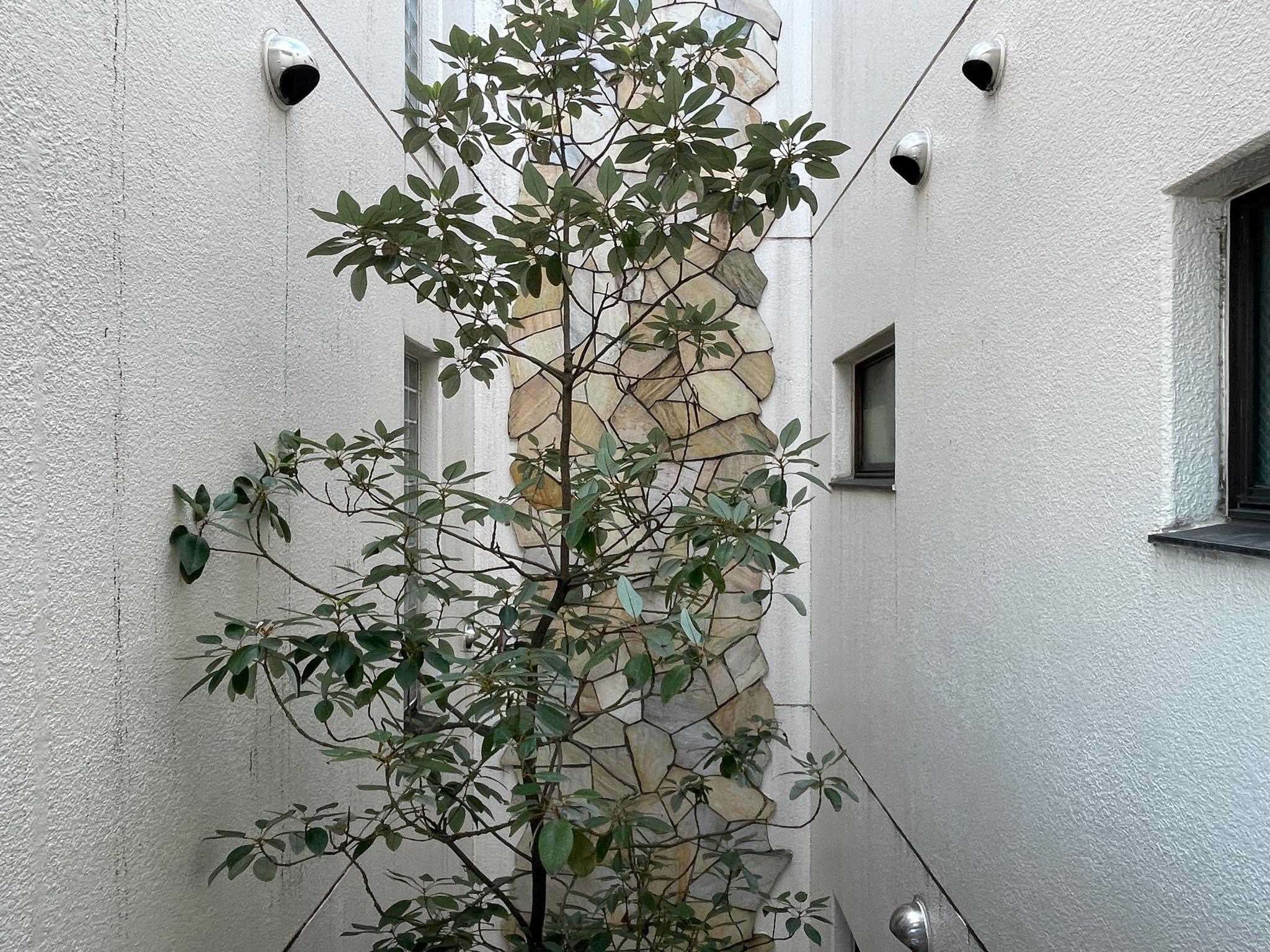 杉並区西荻南の賃貸物件/共用部に緑も添えられています