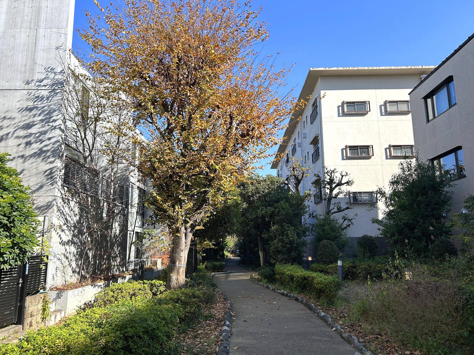 世田谷区駒沢の賃貸物件/北側の緑道から見る外観、白い建物の4階角部屋です