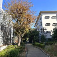 世田谷区駒沢の賃貸物件/北側の緑道から見る外観、白い建物の4階角部屋です