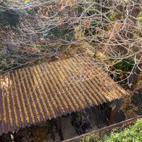 東京都港区白金台の賃貸物件/取材時は葉が落ちた後でした&hellip;。秋には赤と黄色で鮮やかな紅葉を楽しめるでしょう