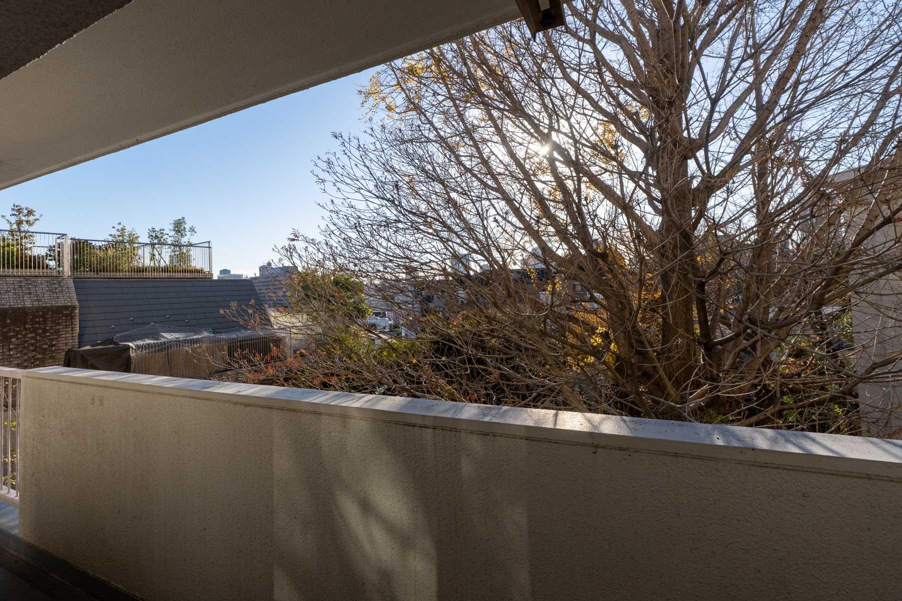 東京都港区白金台の賃貸物件/ベランダの至近距離に、ハゼの木とイチョウの木