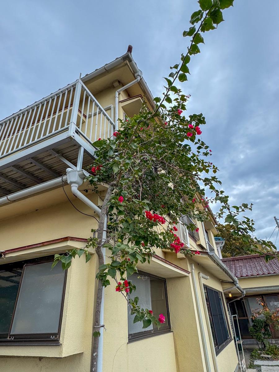 静岡県賀茂郡東伊豆町片瀬の売買物件/大きく成長したブーケンビリアが出迎えてくれます