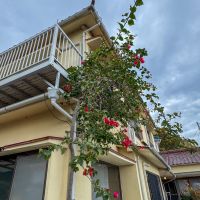 静岡県賀茂郡東伊豆町片瀬の売買物件/大きく成長したブーケンビリアが出迎えてくれます