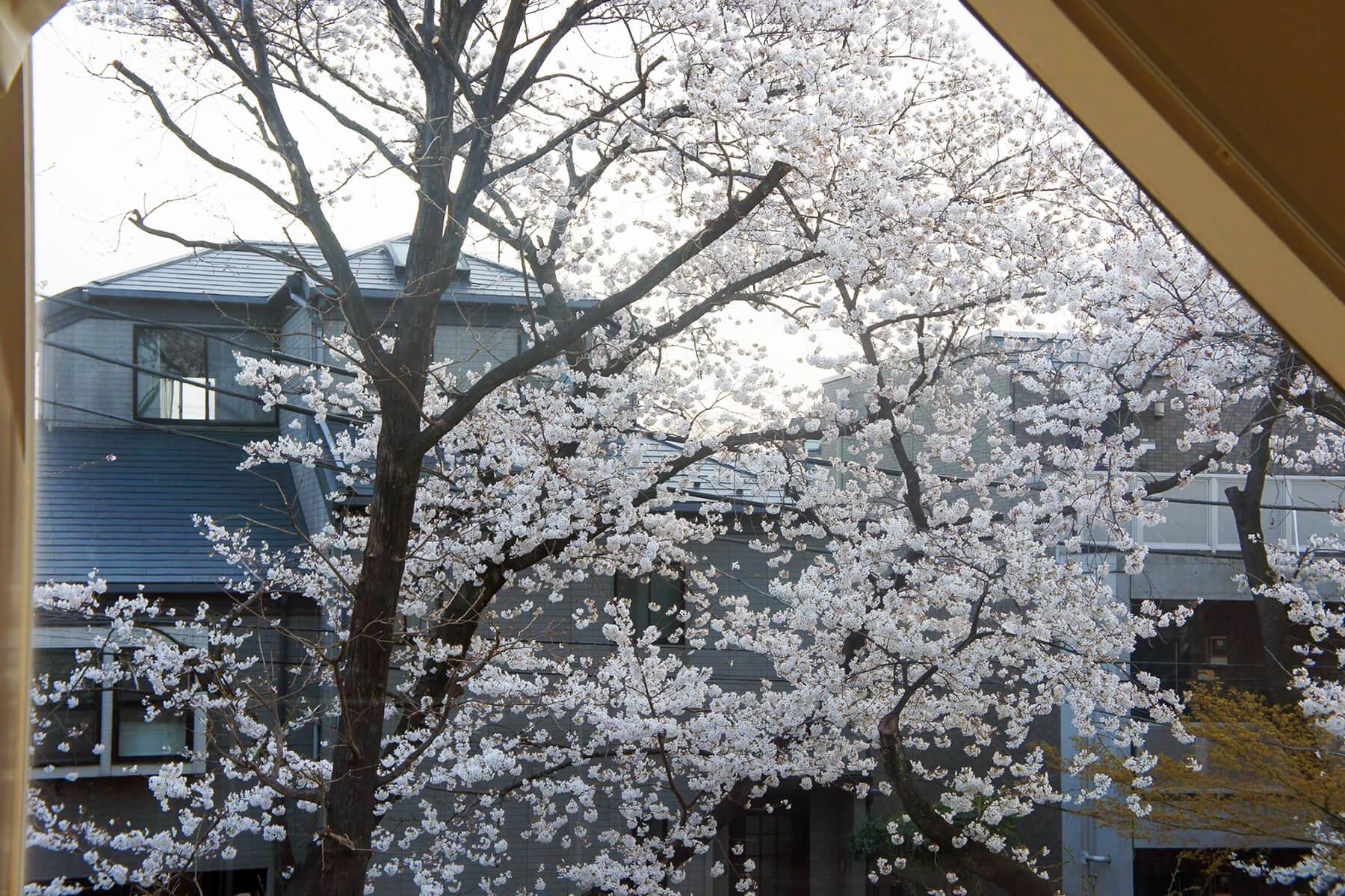 世田谷区深沢の売買物件/売主さんが撮影した、桜の花が咲いた頃の写真。窓いっぱいに桜の花が咲く様子は圧巻ですね