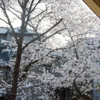 世田谷区深沢の売買物件/売主さんが撮影した、桜の花が咲いた頃の写真。窓いっぱいに桜の花が咲く様子は圧巻ですね