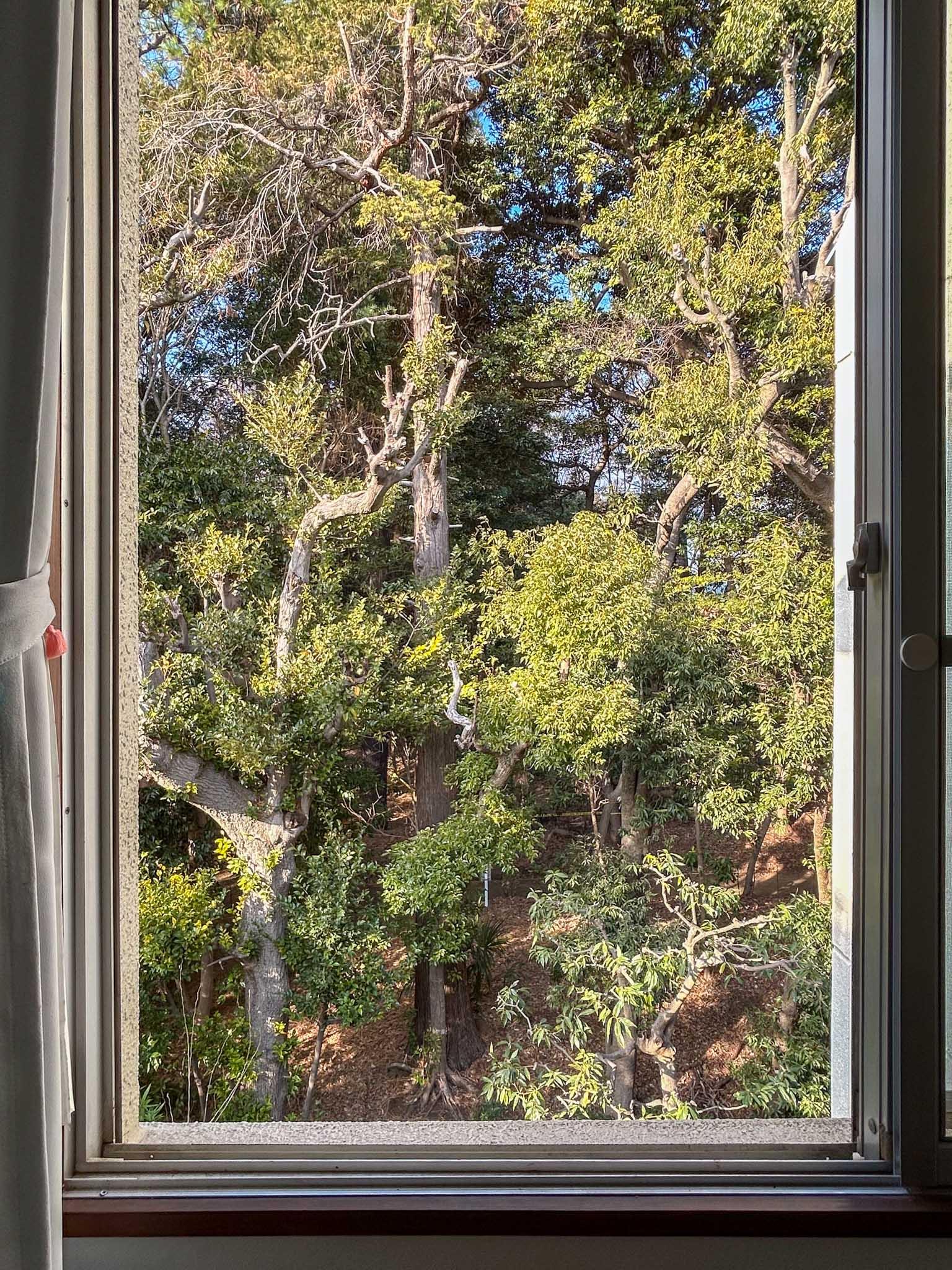 目黒区駒場の賃貸物件/北側の窓から。公園の緑が目の前に