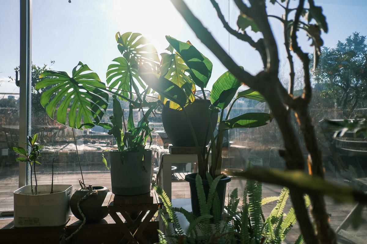 川崎市麻生区高石の売買物件/日当たりが良いおかげで植物もすくすく育ちます