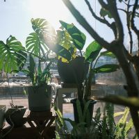 川崎市麻生区高石の売買物件/日当たりが良いおかげで植物もすくすく育ちます