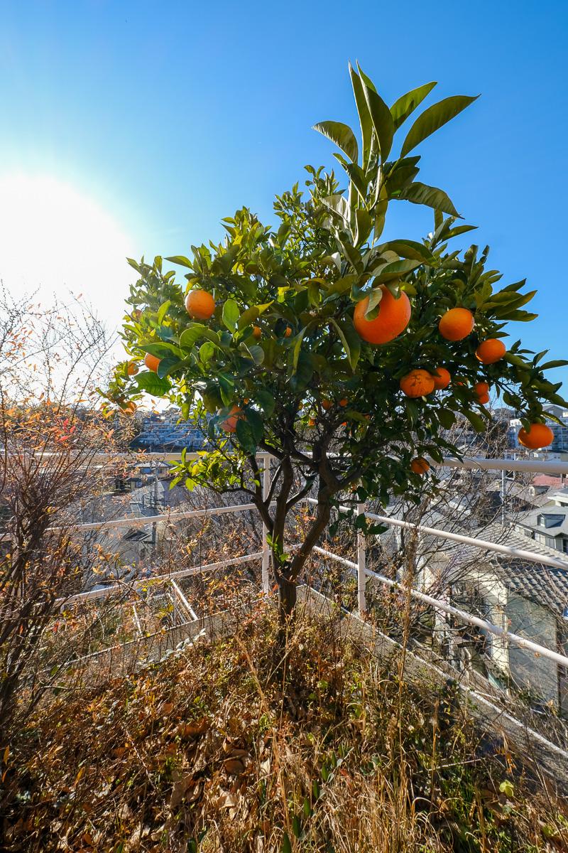 川崎市麻生区高石の売買物件/バルコニーは高さ3未満であれば地植えOK（一部成長の早い樹種除く）