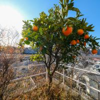 川崎市麻生区高石の売買物件/バルコニーは高さ3未満であれば地植えOK（一部成長の早い樹種除く）