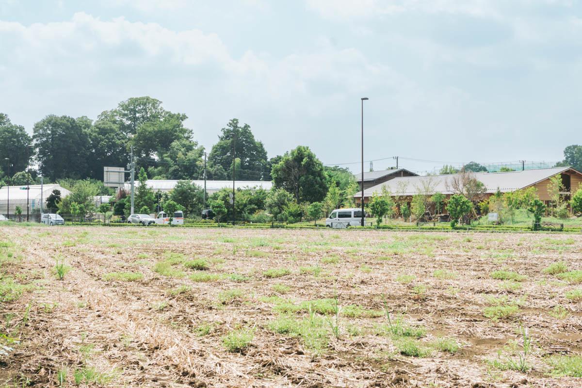 東京都東久留米市南町の売買物件/今回の計画地。道路越しにタネニハガーデンのレストランや農園、そして歴史を感じる大木の景色が続きます