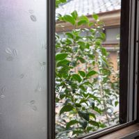 台東区根岸の賃貸物件/葉っぱの模様が可愛らしいすりガラス